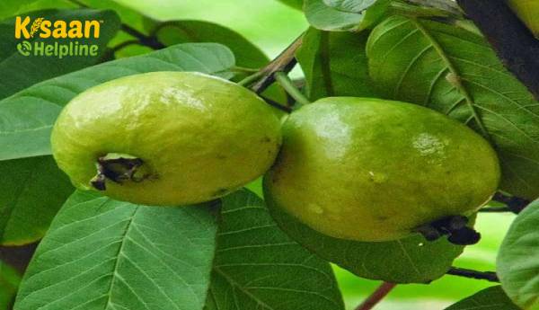 अमरूद के पेड़ पर बिना फल के कारण क्या है? अमरूद के पेड़ पर बिना फल के कारण क्या है?